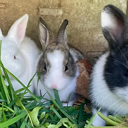 فندق مبيت وإفطار D Hotes Le 23 3*