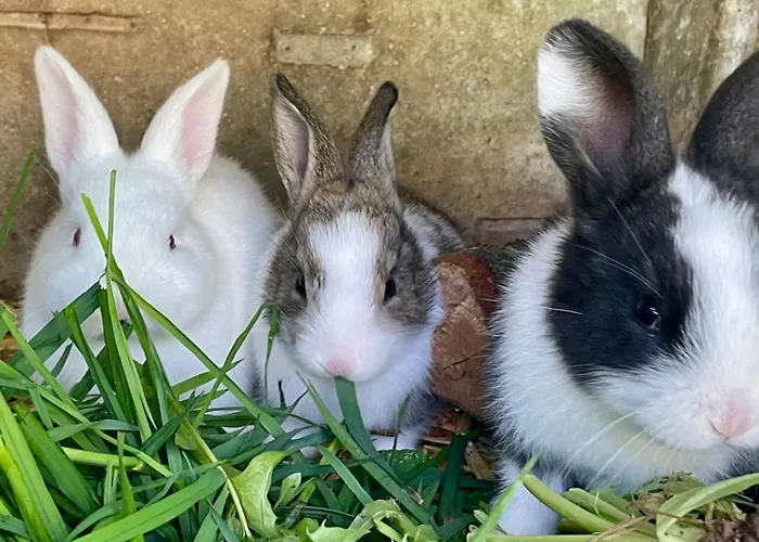 住宿加早餐酒店 D Hotes Le 23 3*