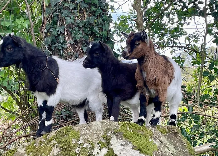 住宿加早餐酒店 D Hotes Le 23